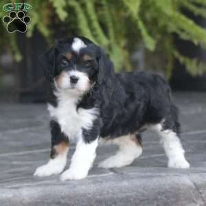 Haven, Cavapoo Puppy